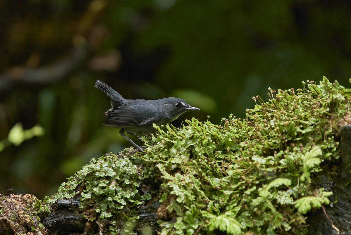 Lesser Shortwing - krishna gopagondanahalli