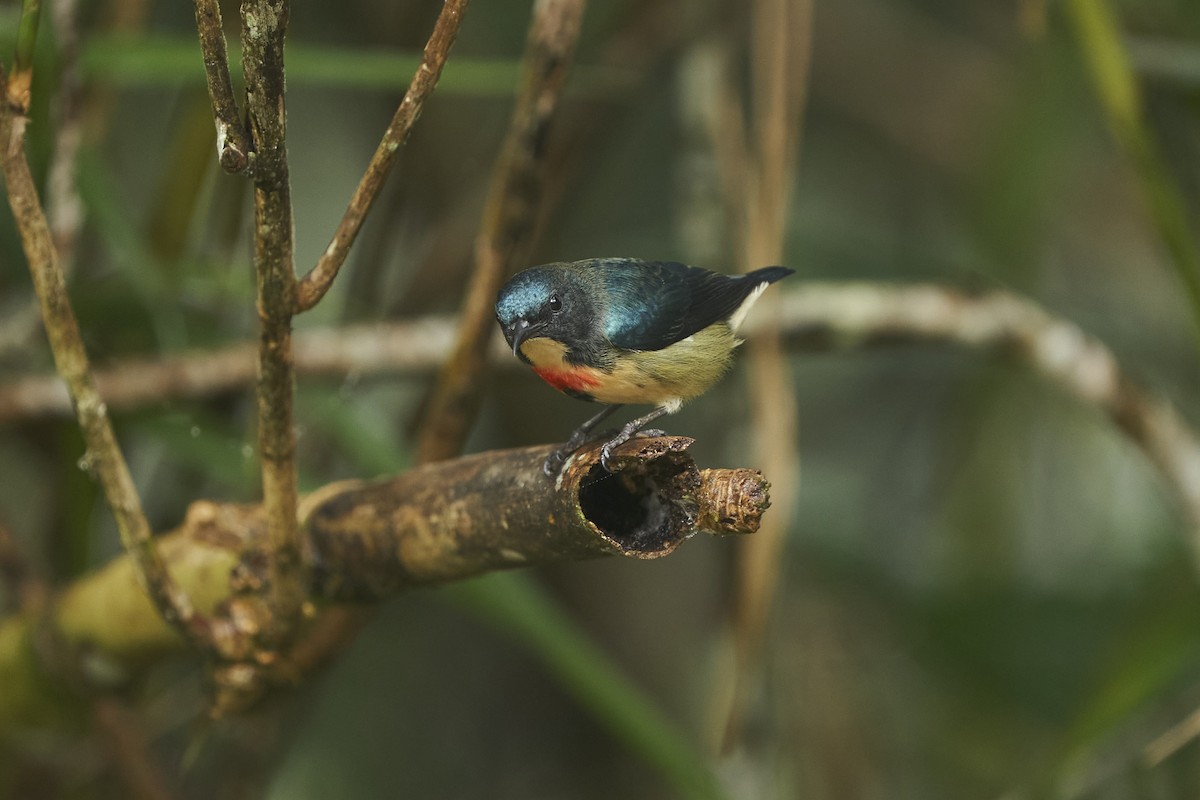 Fire-breasted Flowerpecker - ML520206611