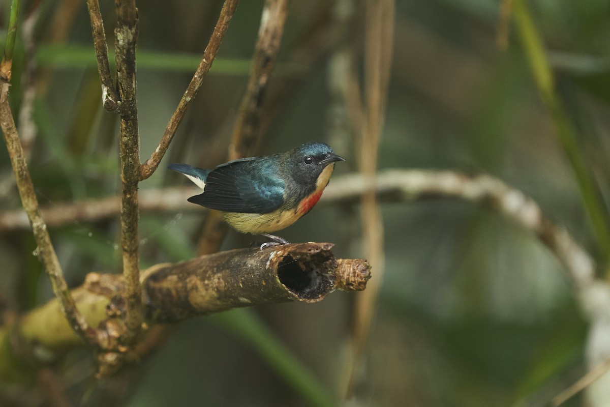Fire-breasted Flowerpecker - ML520206621