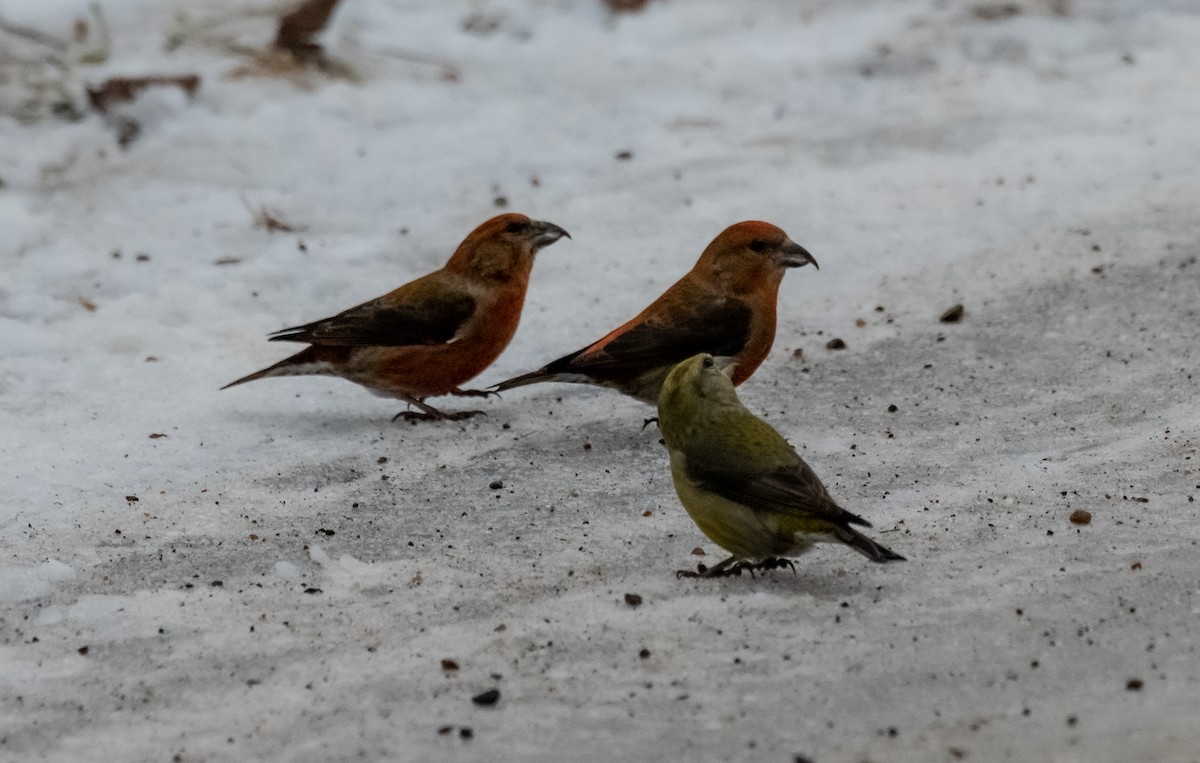 Red Crossbill - ML520207911