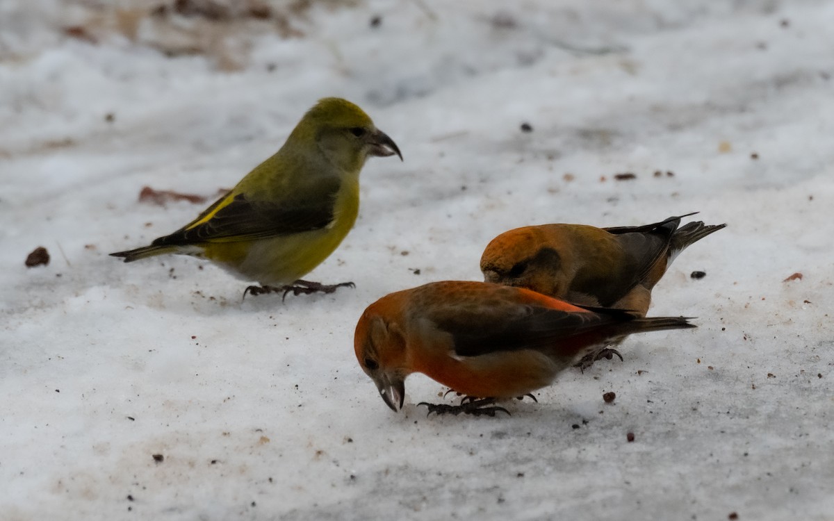 Red Crossbill - ML520208051