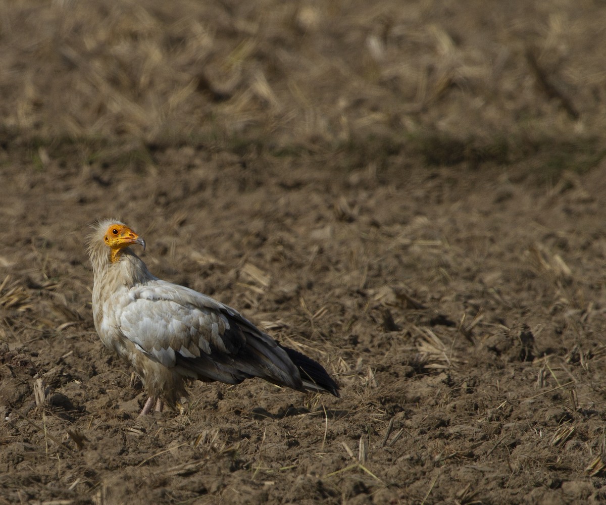 Egyptian Vulture - ML520208221