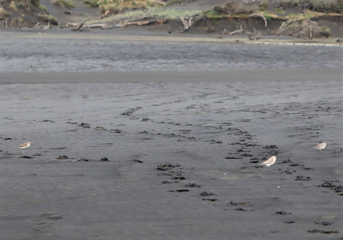 Red-breasted Dotterel - ML520210001