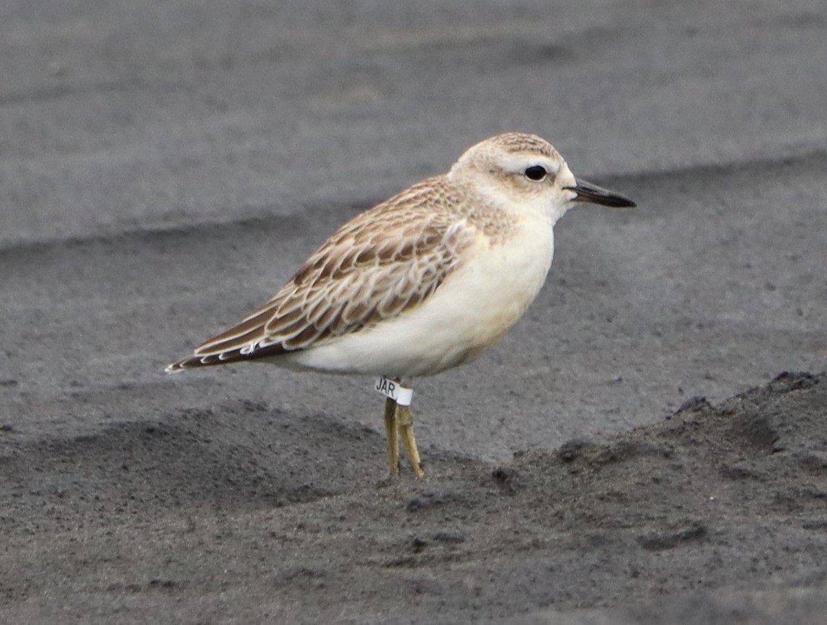 Red-breasted Dotterel - ML520210061