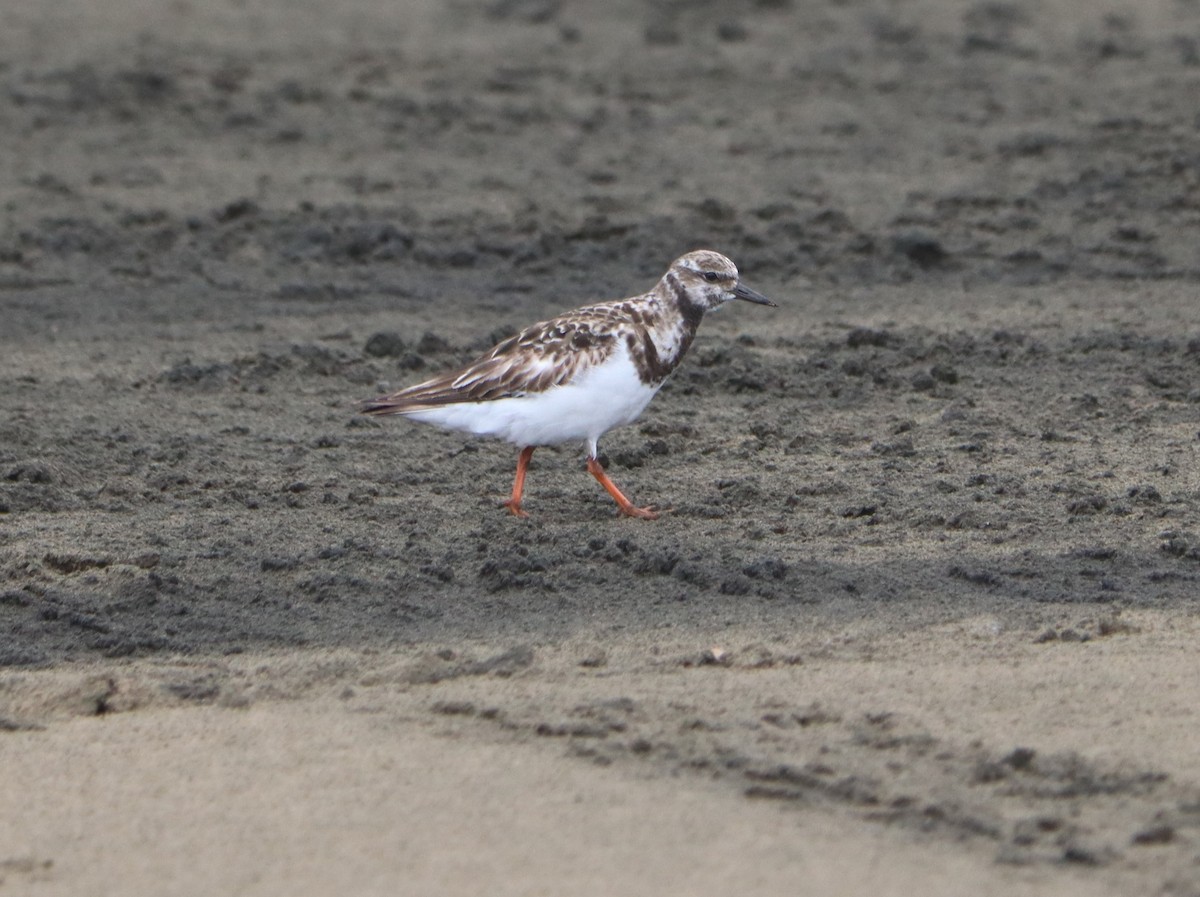 Ruddy Turnstone - ML520210101