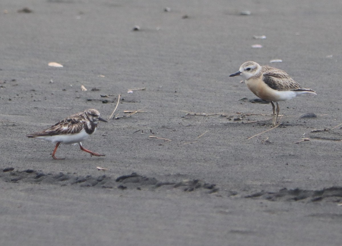 Ruddy Turnstone - ML520210131