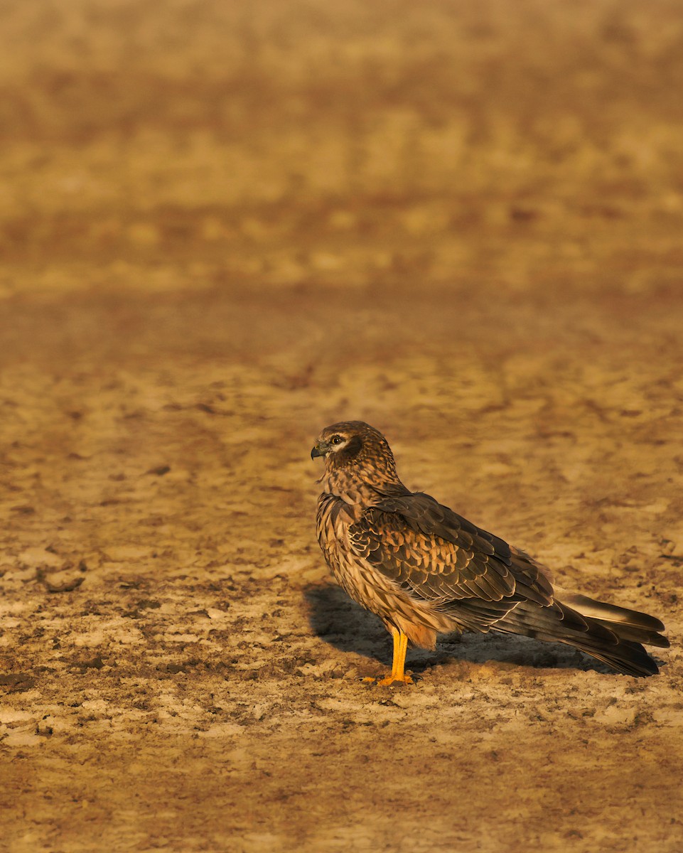 Montagu's Harrier - ML520210631