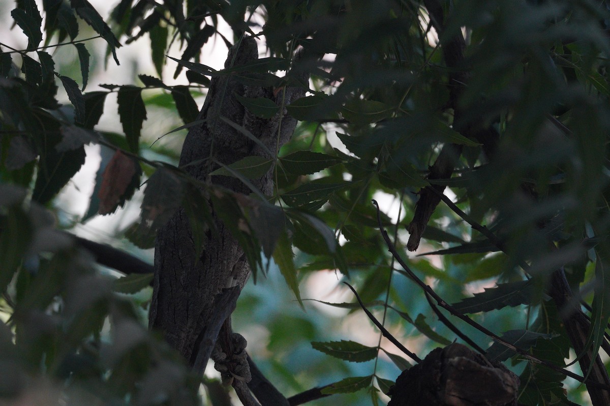 Pallid Scops-Owl - ML520210991