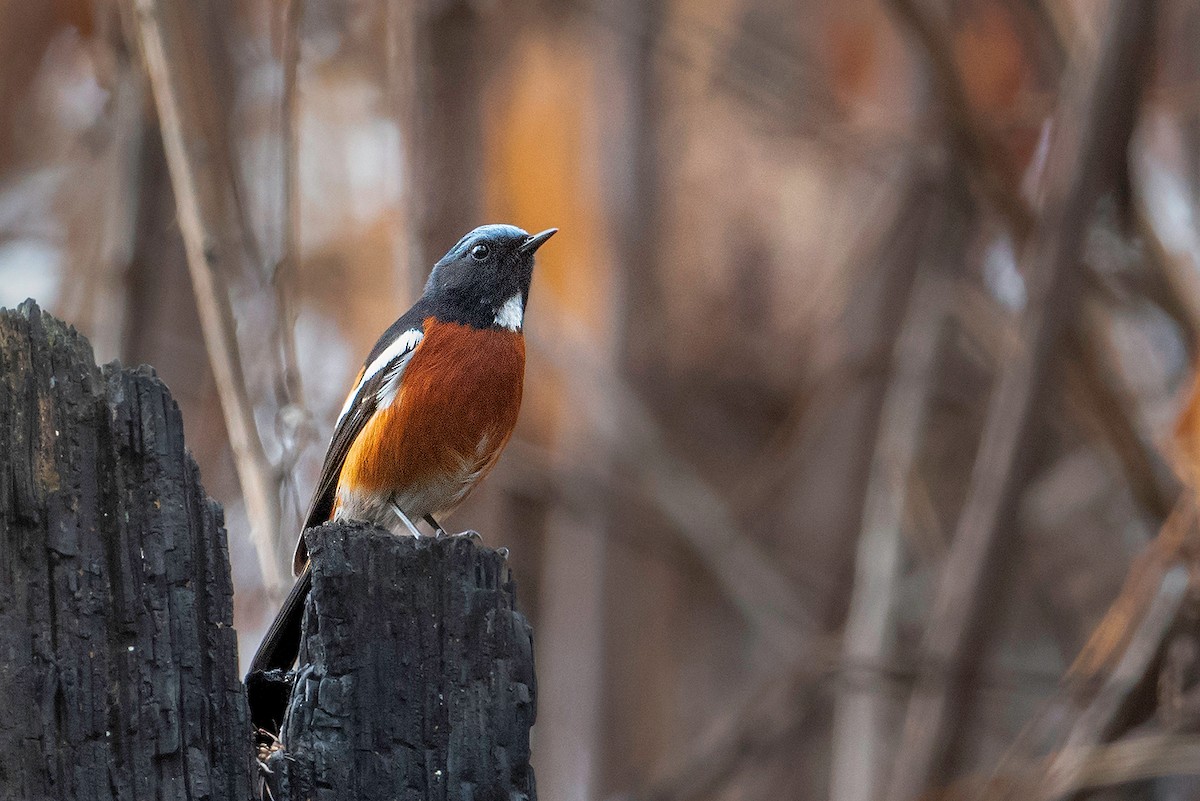 White-throated Redstart - ML520211141