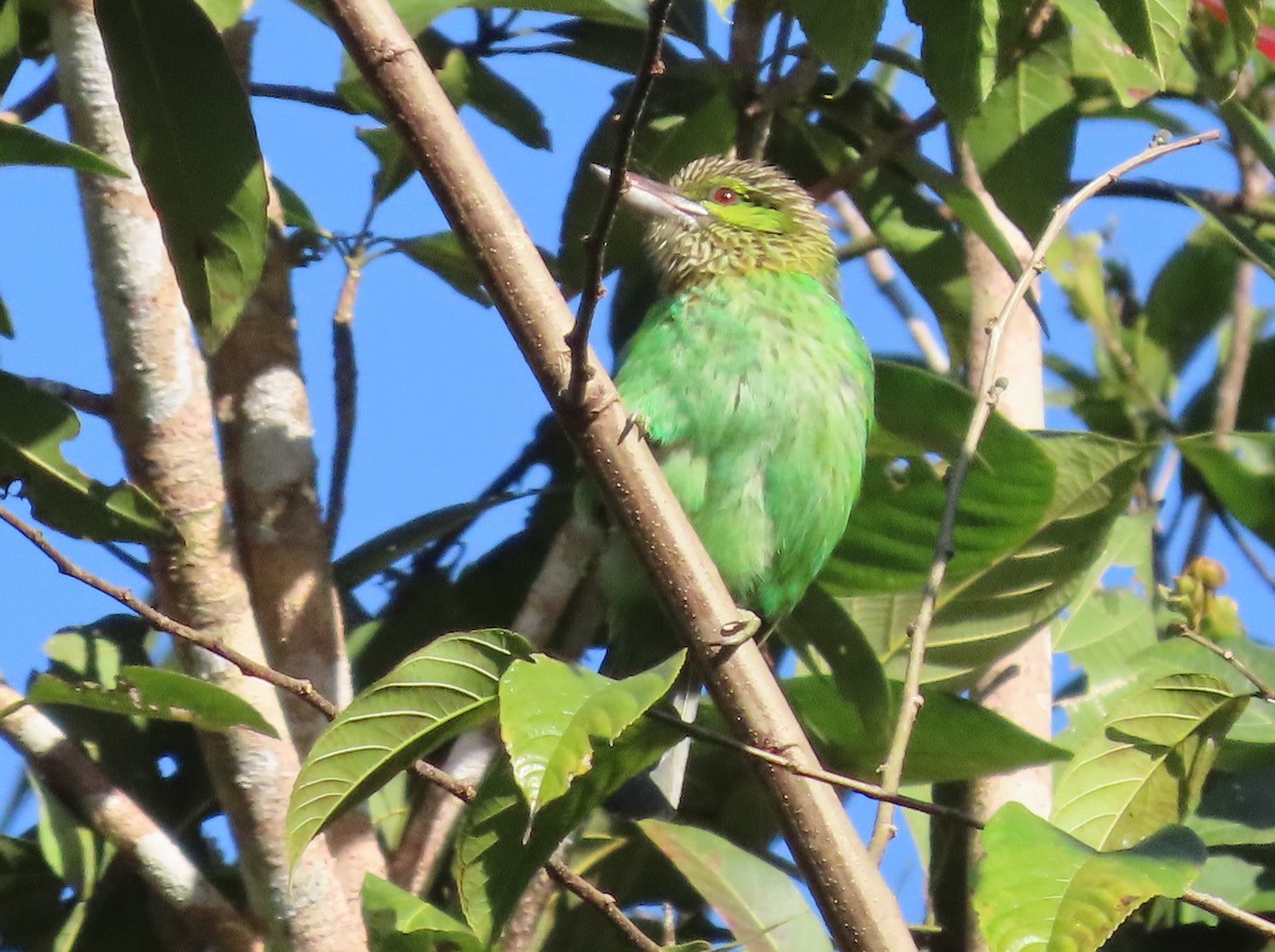 Green-eared Barbet - Paul Aston