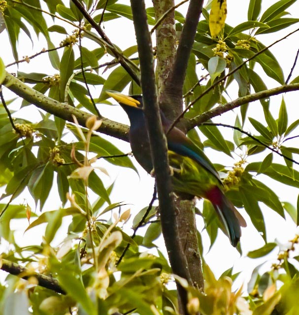 Great Barbet - ML520212591