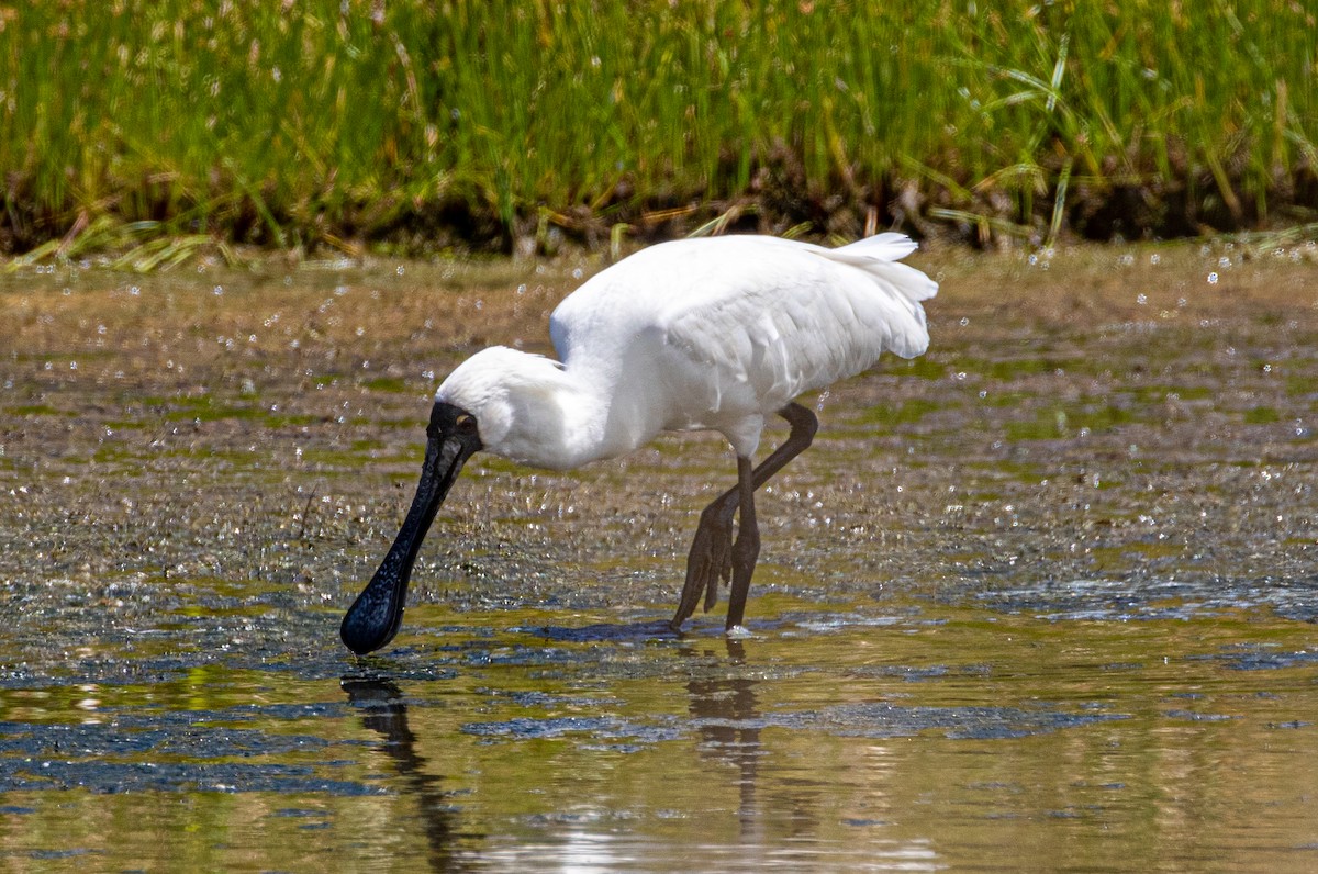 Royal Spoonbill - Mhairi McFarlane