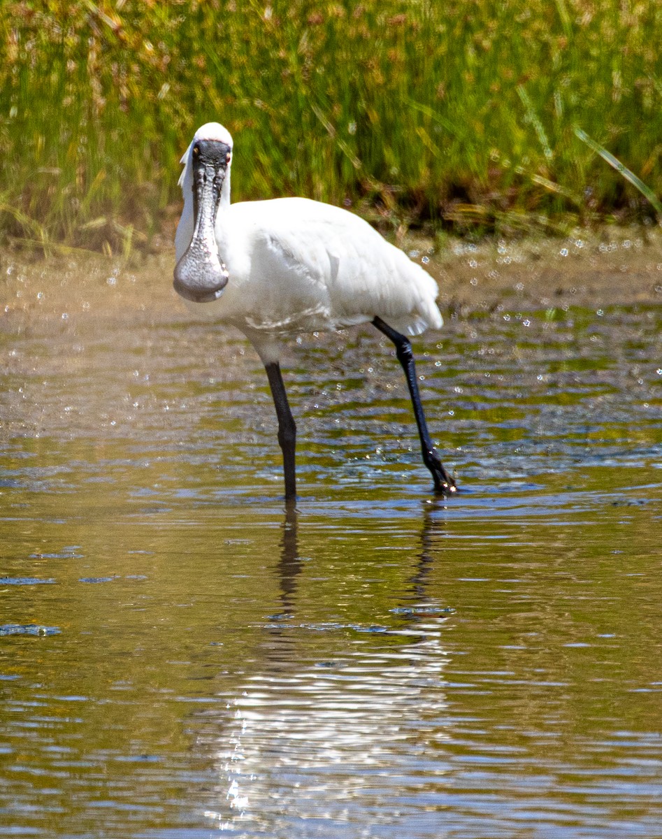 Royal Spoonbill - ML520212631