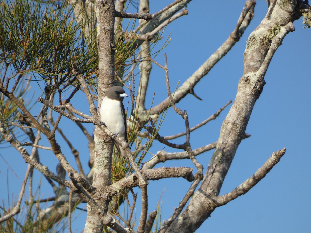 White-breasted Woodswallow - Guillermo Amico