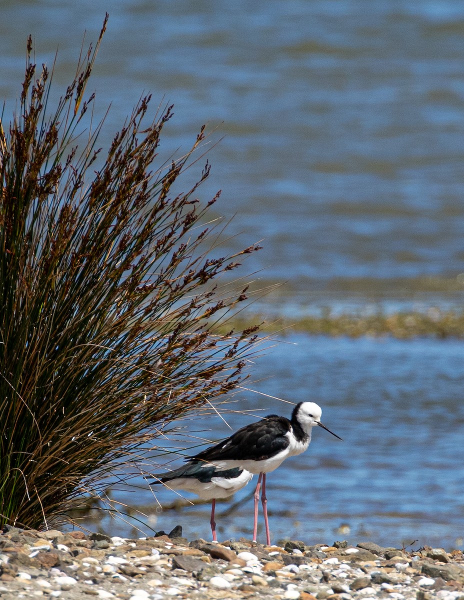 Pied Stilt - ML520212971