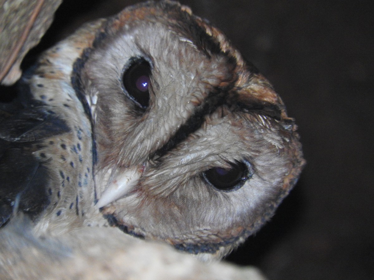Minahasa Masked-Owl - ML52021351