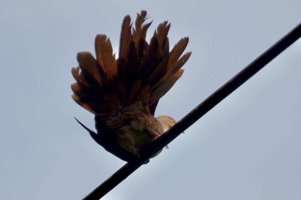 Sultan's Cuckoo-Dove - ML520213561