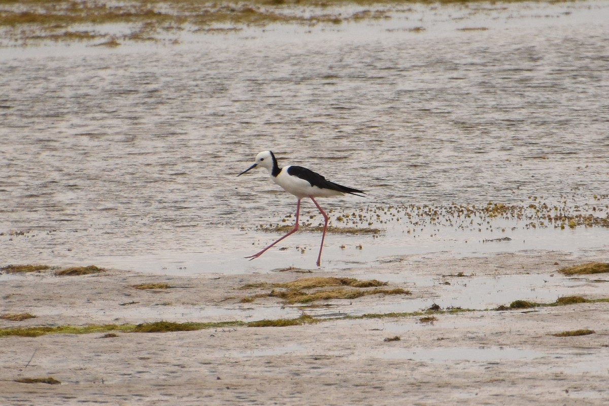 Pied Stilt - ML520213811