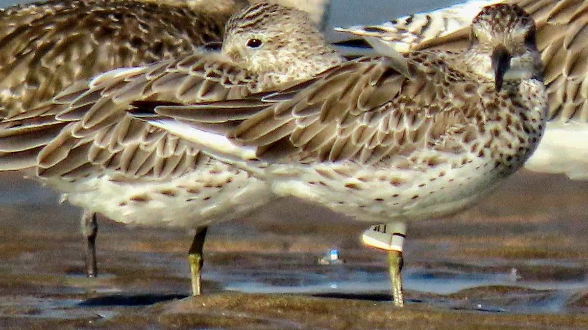 Bécasseau de l'Anadyr - ML520213991