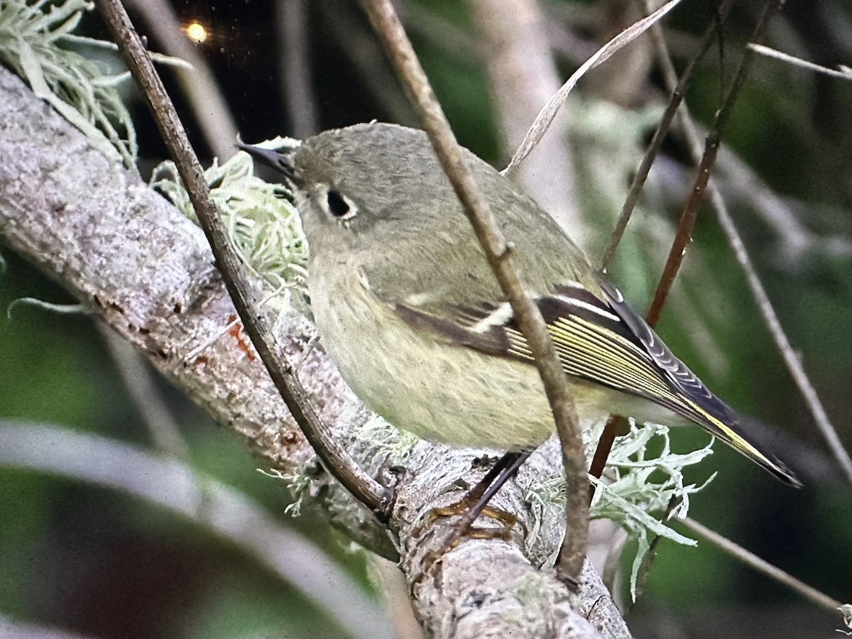 Ruby-crowned Kinglet - Alice Church