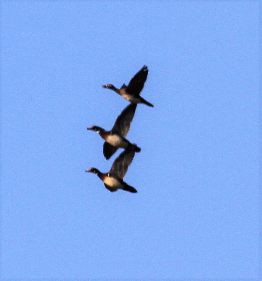 Wood Duck - ML52021661