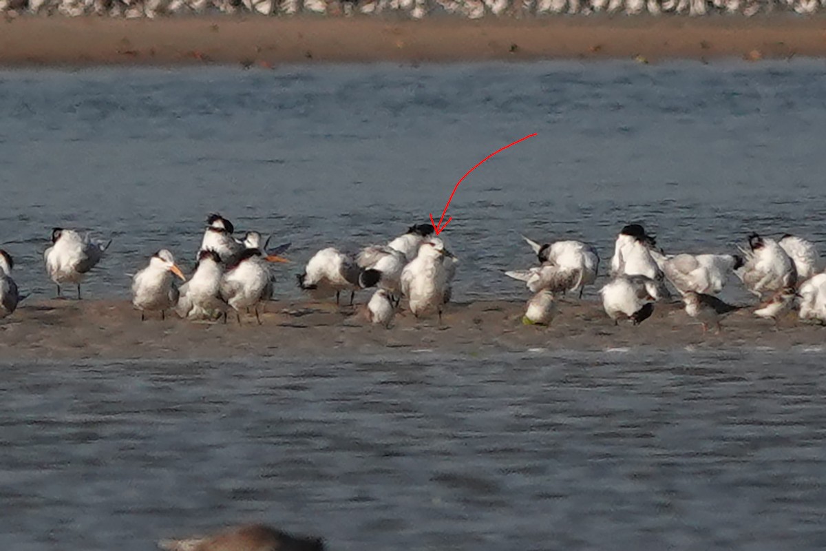 Sandwich Tern - Ronith Urs