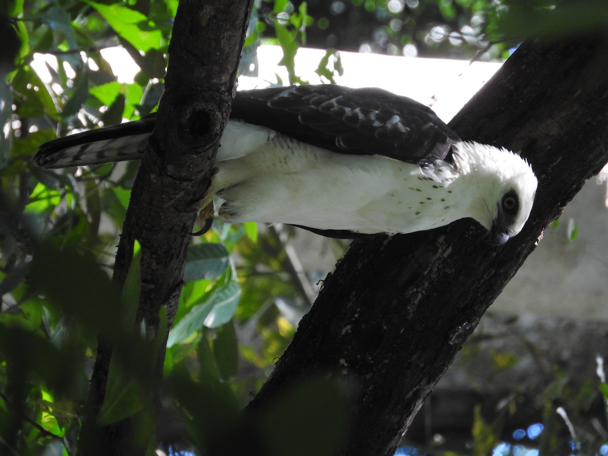 Sulawesi Hawk-Eagle - Pam Rasmussen