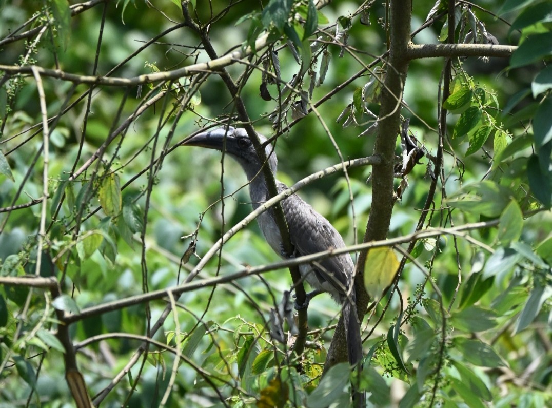 Malabar Gray Hornbill - Vaishnav Auti
