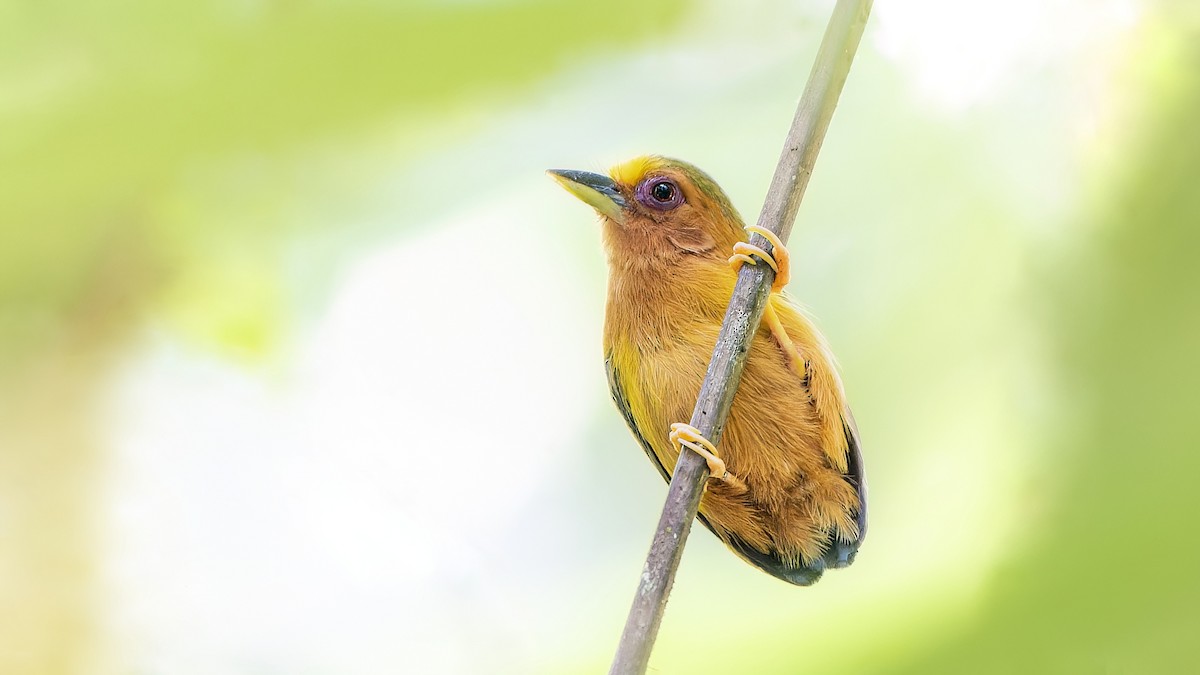 Rufous Piculet - John Clough