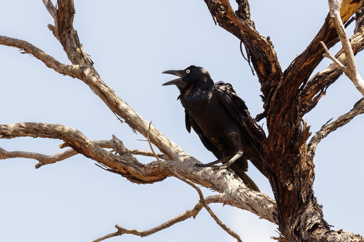 Australian Raven - ML520219321