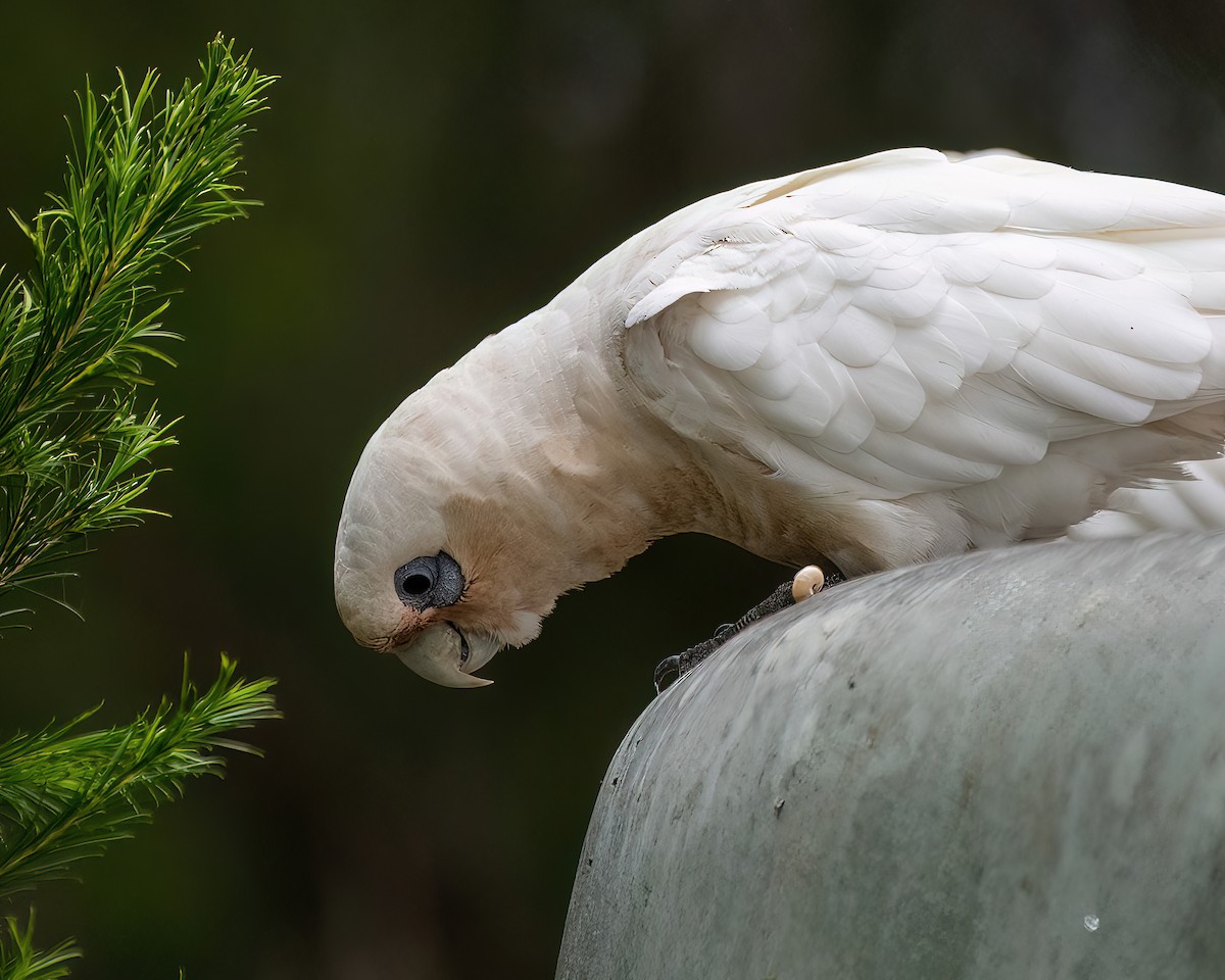 Little Corella - ML520219561