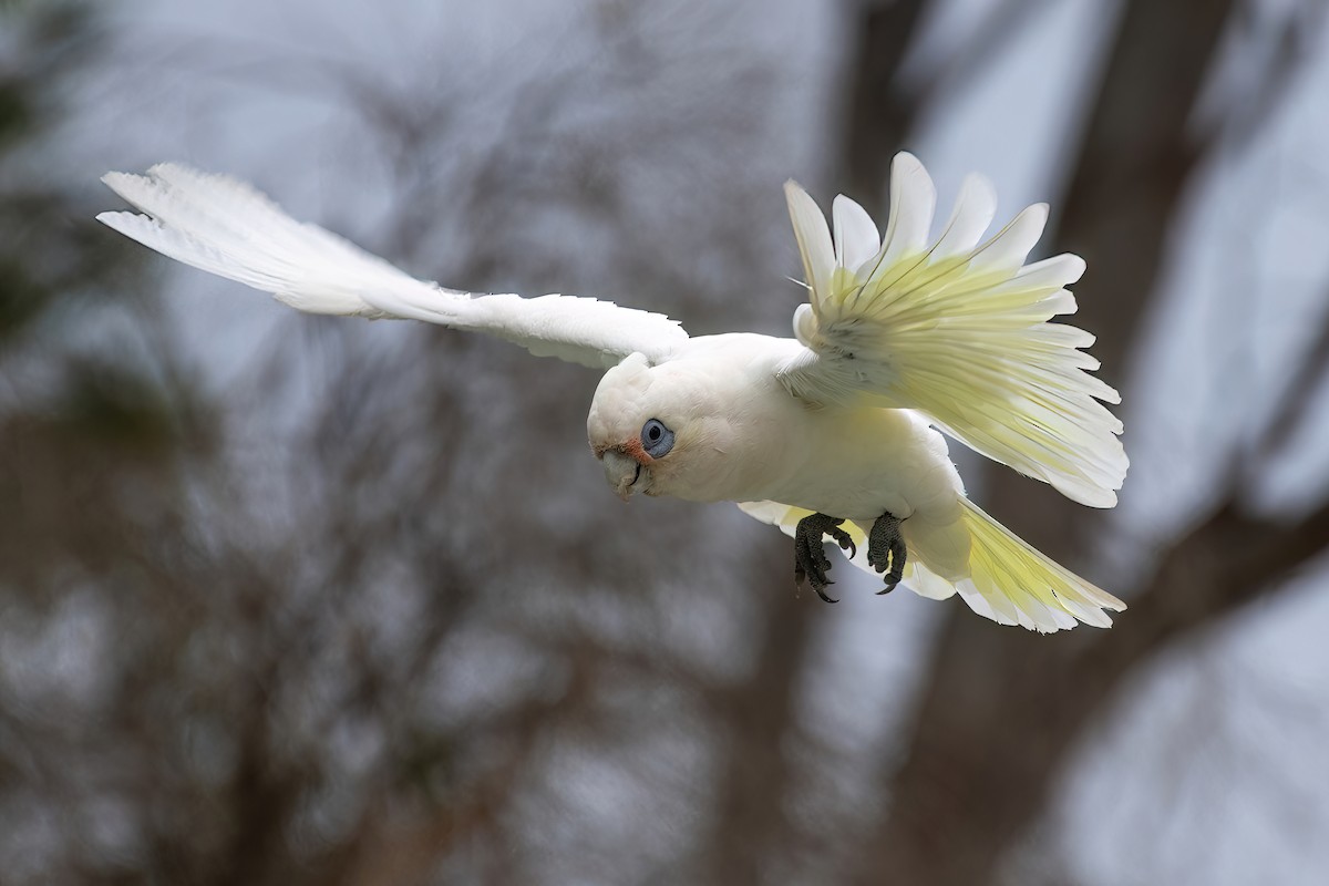 Little Corella - ML520219581