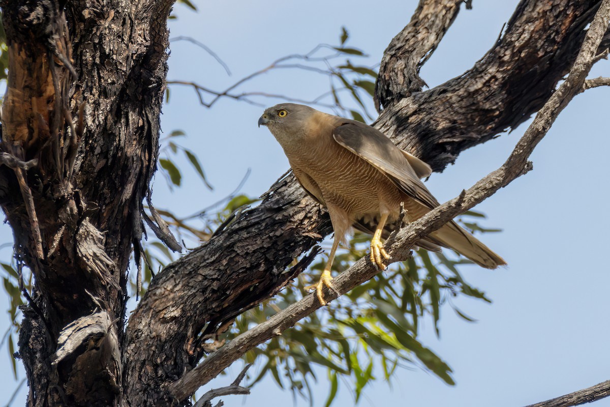 Brown Goshawk - ML520219591