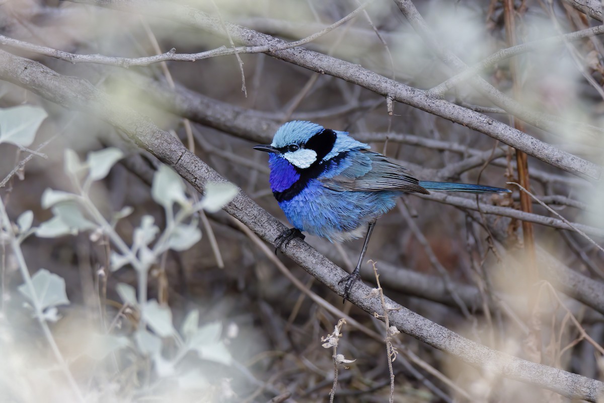 Splendid Fairywren - ML520219821