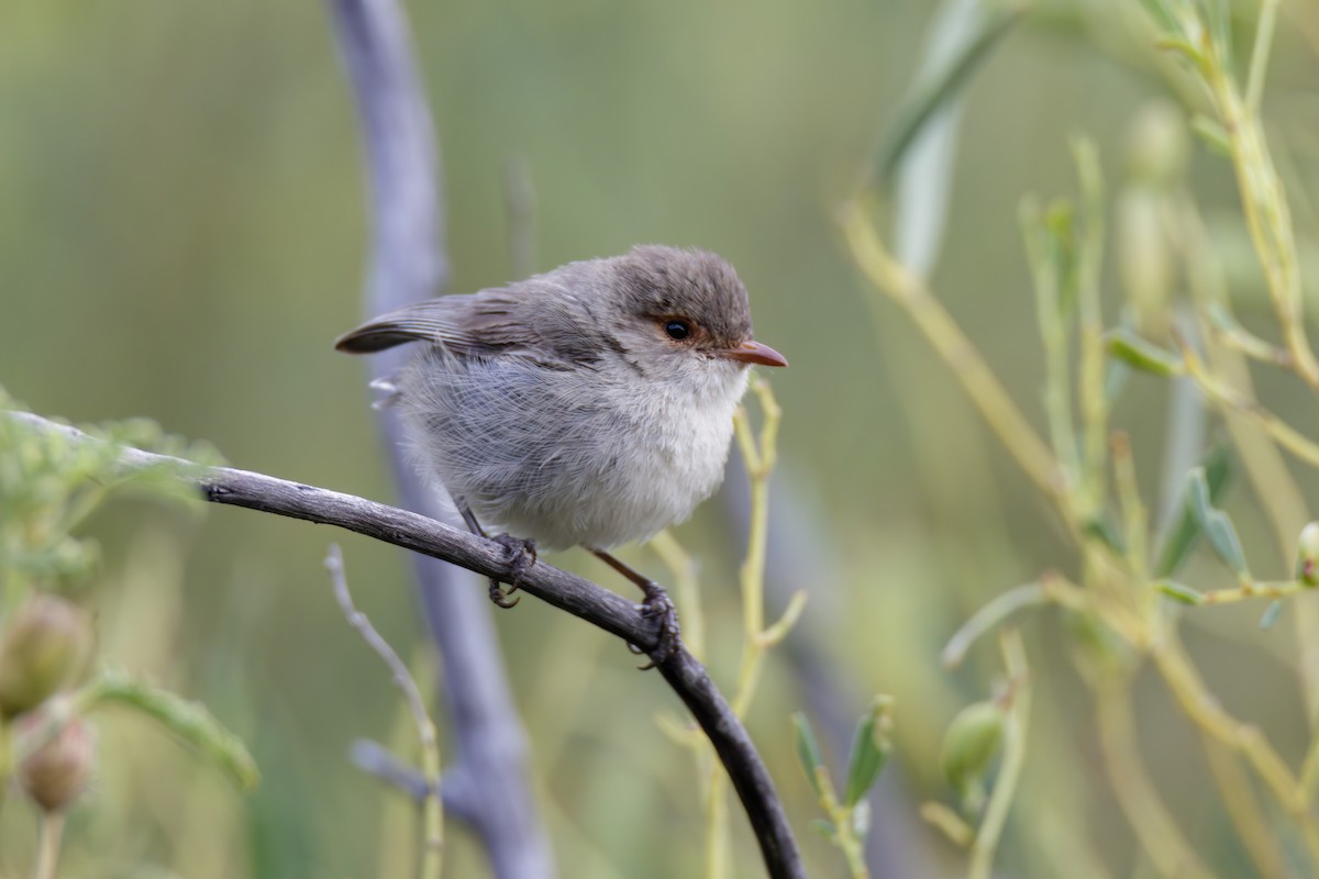 Splendid Fairywren - ML520219911