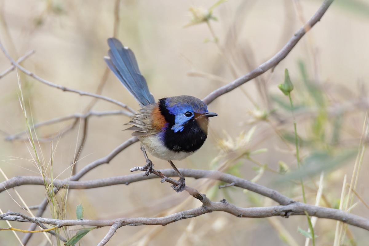 Purple-backed Fairywren - ML520220091