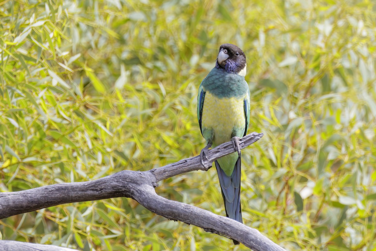 Australian Ringneck (Port Lincoln) - ML520220181