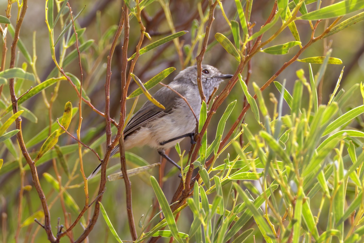 Inland Thornbill - ML520220261