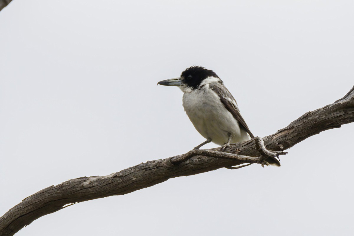 Gray Butcherbird - ML520220371