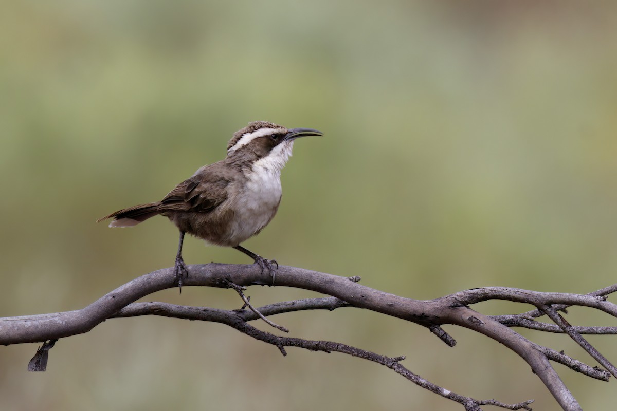 White-browed Babbler - ML520220511