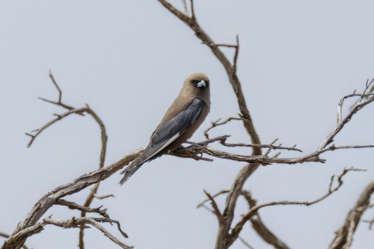 Dusky Woodswallow - ML520220661