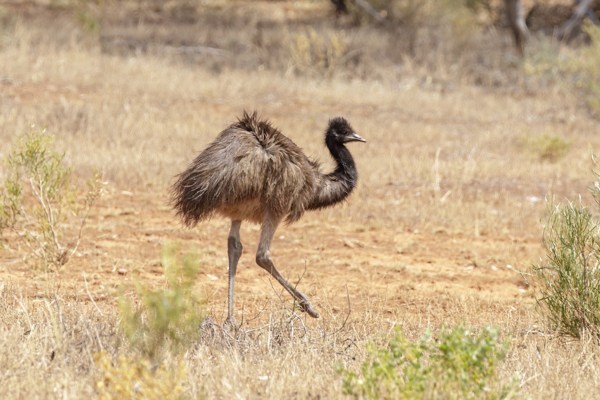 Emu - ML520220791