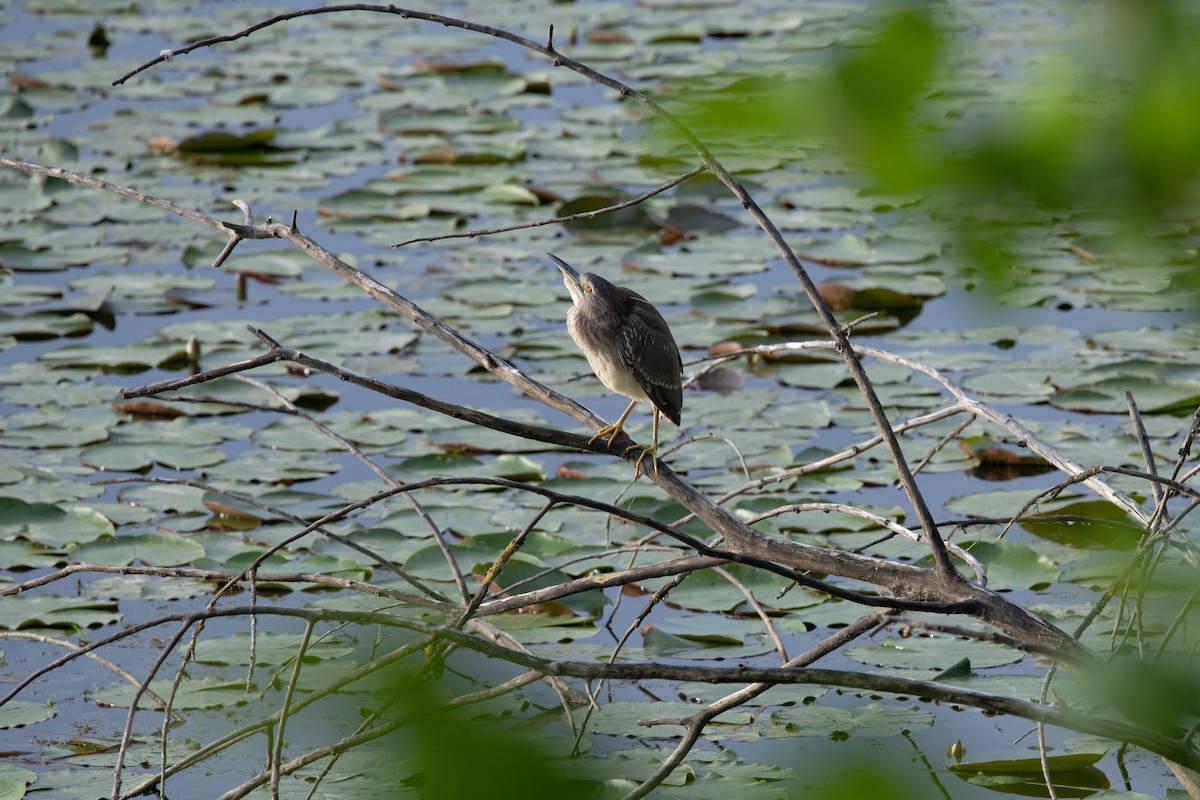 Black-crowned Night Heron (Eurasian) - Frédéric Bacuez