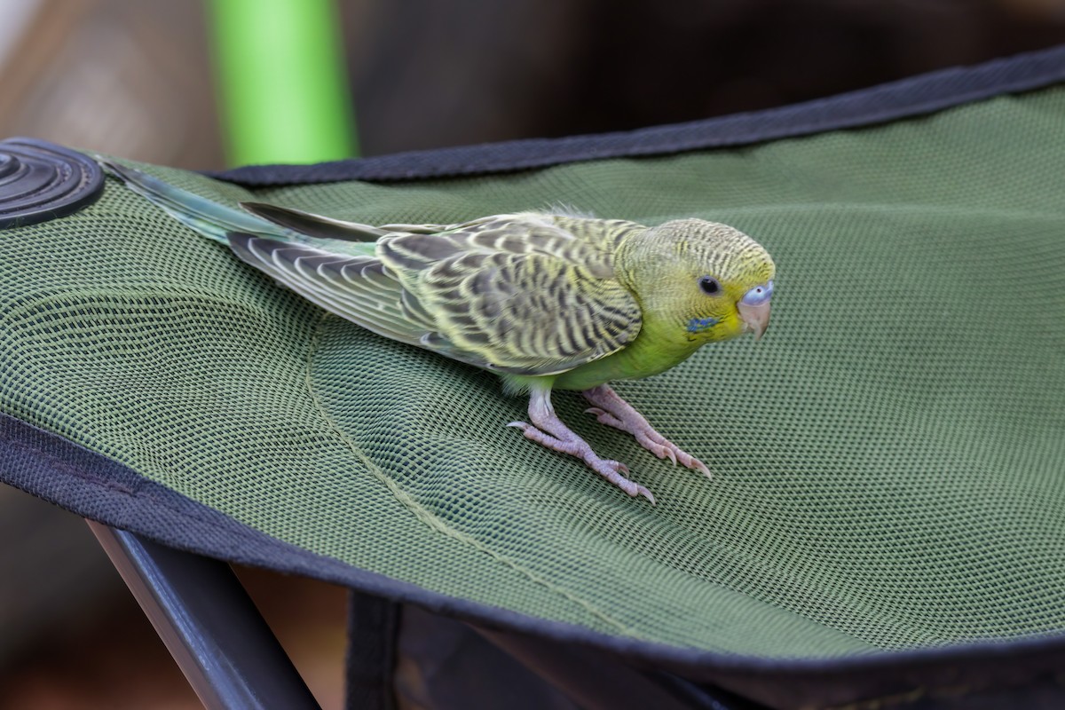 Budgerigar - ML520221131