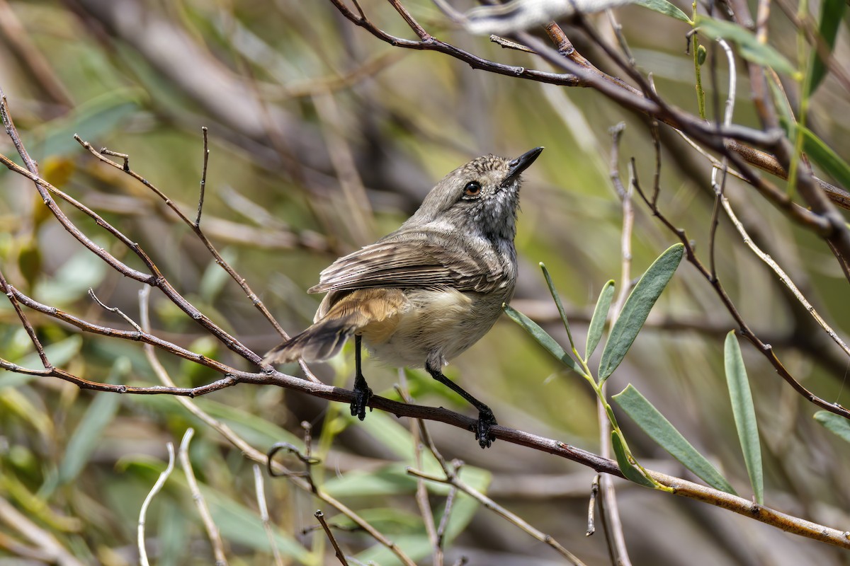 Inland Thornbill - ML520221571