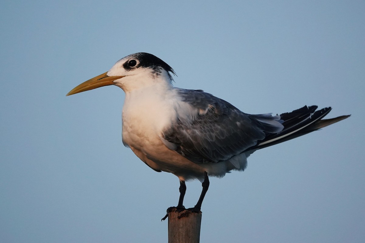 Great Crested Tern - Ronith Urs