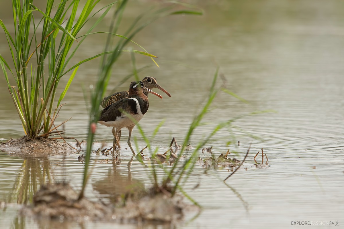 Greater Painted-Snipe - Wai Loon Wong