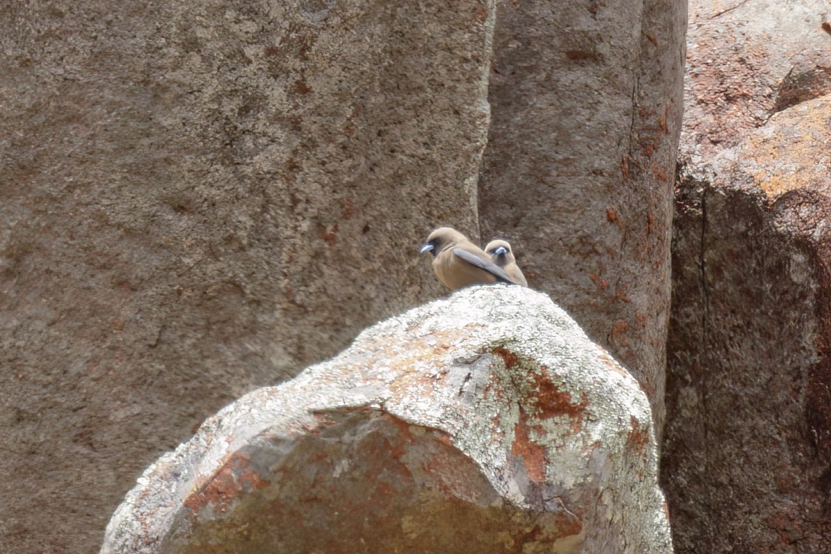 Little Woodswallow - ML520221911