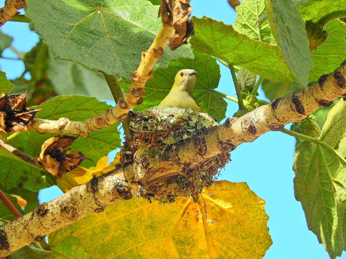 Long-tailed Silky-flycatcher - ML52022211