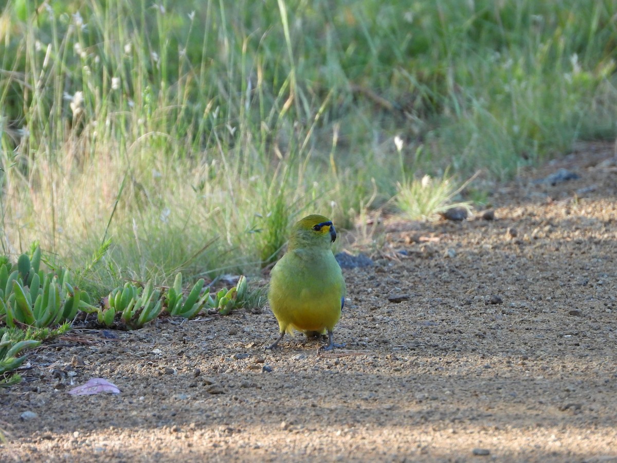 Blue-winged Parrot - ML520222271